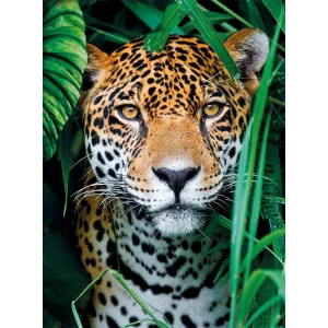 ROMPECABEZAS X 500 PIEZAS, HQC JAGUAR...
