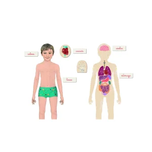 MONTESSORI- EL CUERPO HUMANO